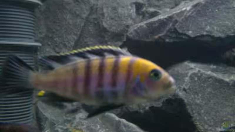 Einrichtungsbeispiele mit Cynotilapia