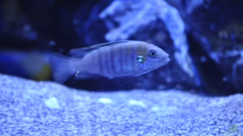 Einrichtungsbeispiele mit Cynotilapia