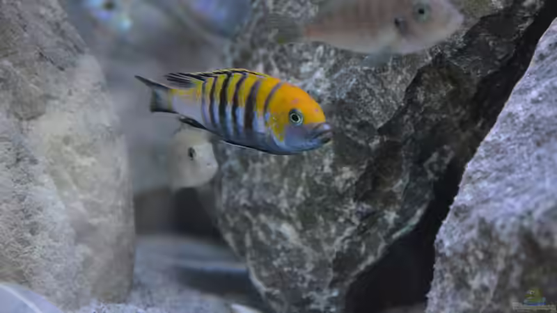 Cynotilapia Afra Cobwe von Malawi-Zizou (7)