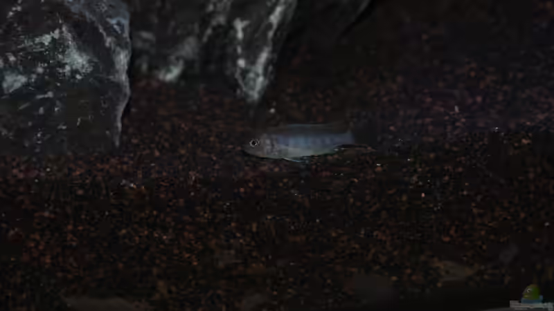 Cynotilapia Afra Jalo Reef ca. 2,5 cm von Mondamin (39)