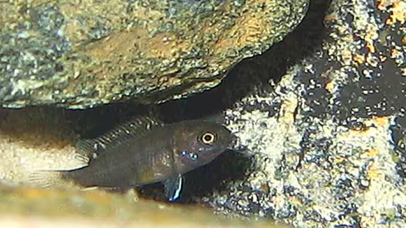 Einrichtungsbeispiele mit Cynotilapia