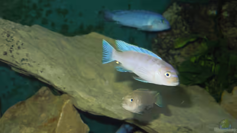 Cynotilapia afra Lion Sanga junger Bock von Volker Alms (41)