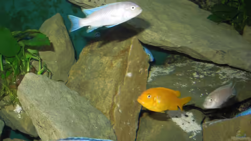 Einrichtungsbeispiele für Cynotilapia sp. "lion"