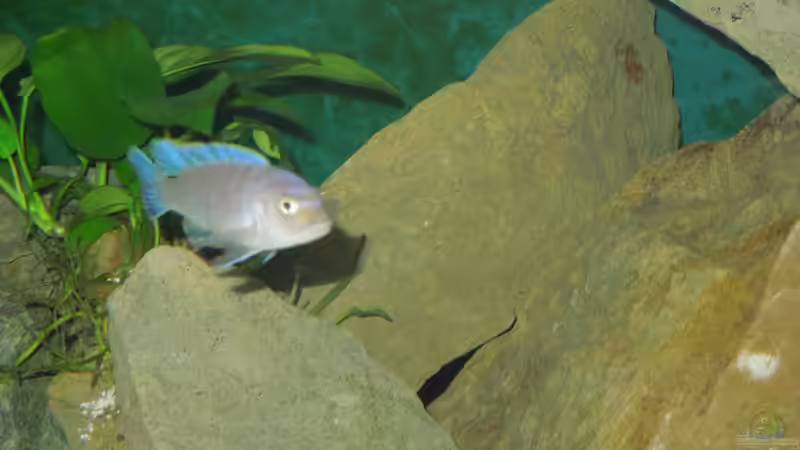 Einrichtungsbeispiele für Cynotilapia sp. "lion"