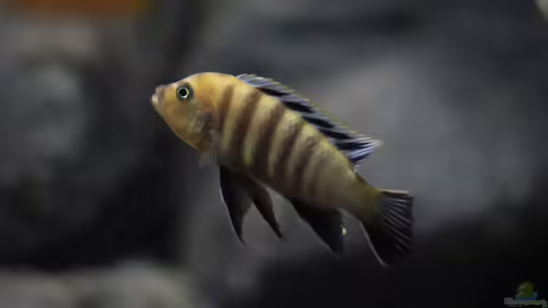 Cynotilapia afra Lion Sanga (m, Jungfisch) von Nina Hutter (22)