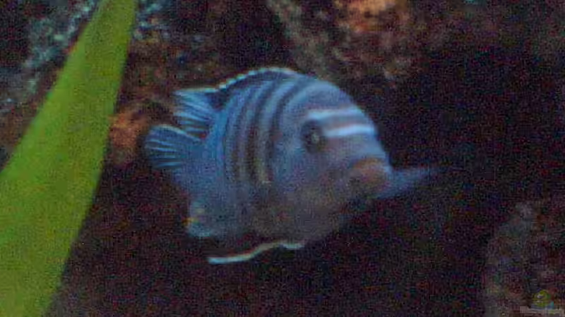 Cynotilapia Afra Lumbila M (altes Bild) von Milatz Darian (18)