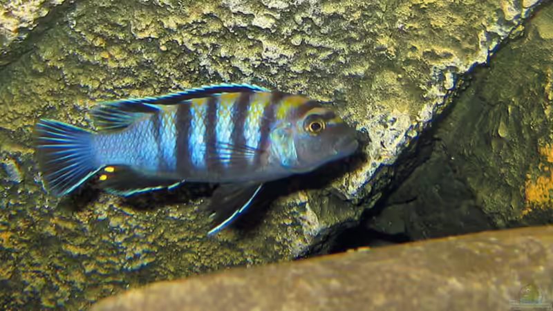 Cynotilapia afra Männchen von Ludwig Prantl (7)