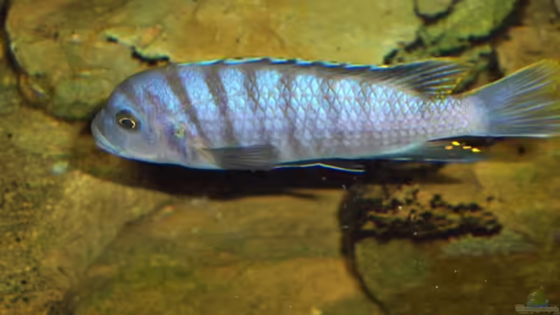 Cynotilapia afra Male von Esslinger (8)
