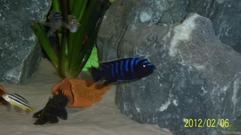 Cynotilapia afra red top Likoma Bock von 47 Malawi (21)