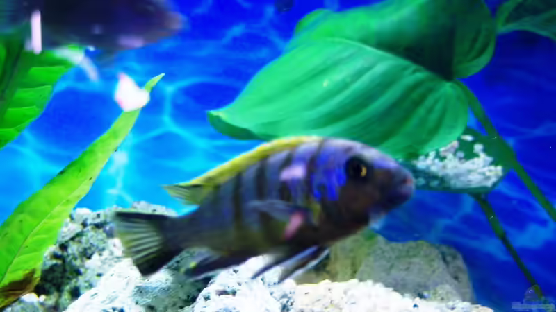 Cynotilapia afra red top Likoma von 47 Malawi (22)