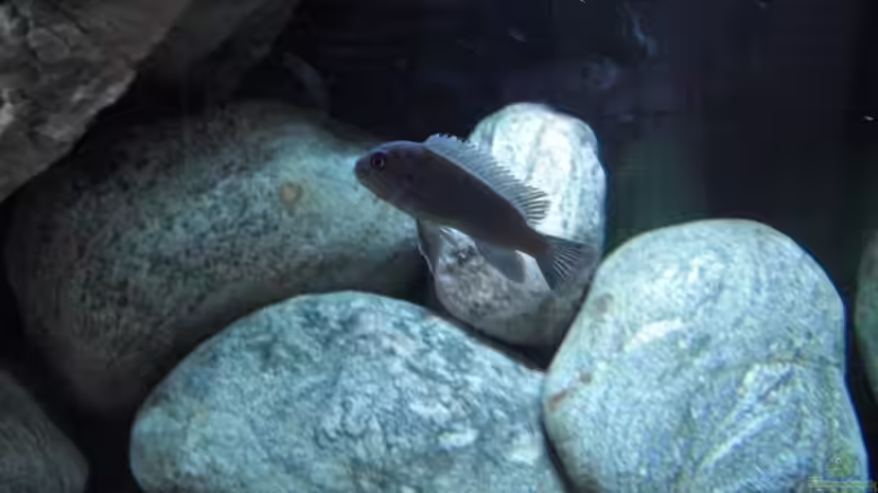 Cynotilapia afra red top Likoma weib von Andre Walz (14)