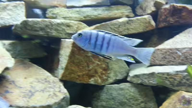 Cynotilapia afra red top Männchen von AFRA (7)