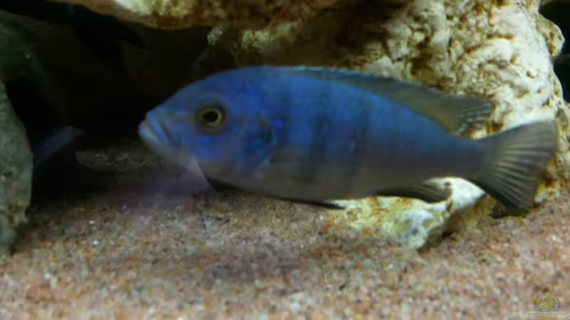 cynotilapia afra white top 2 von Roman Cavelty (15)