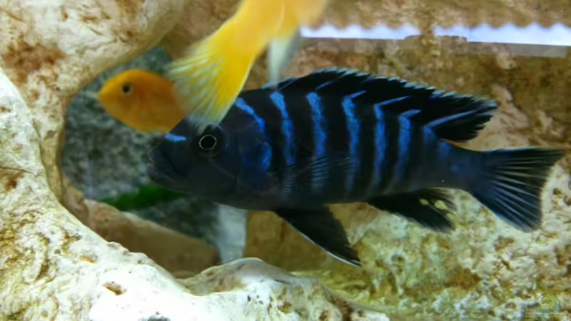 cynotilapia afra white top 4 von Roman Cavelty (17)