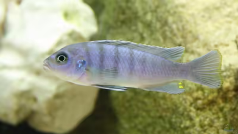 Cynotilapia afra White Top Hara Gallireya Reef (m) von fabsi (6)