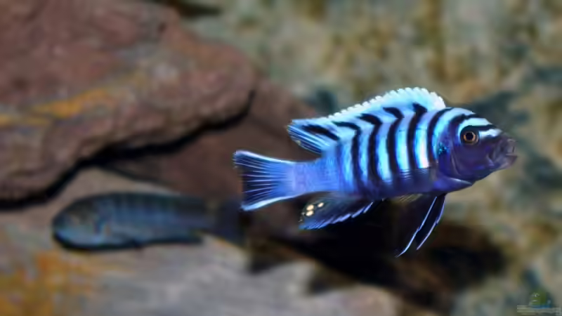 Einrichtungsbeispiele mit Cynotilapia