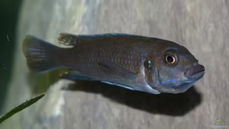 Cynotilapia afra White Top Likoma (tragendes Weibchen) von Marcus Panhuis (11)