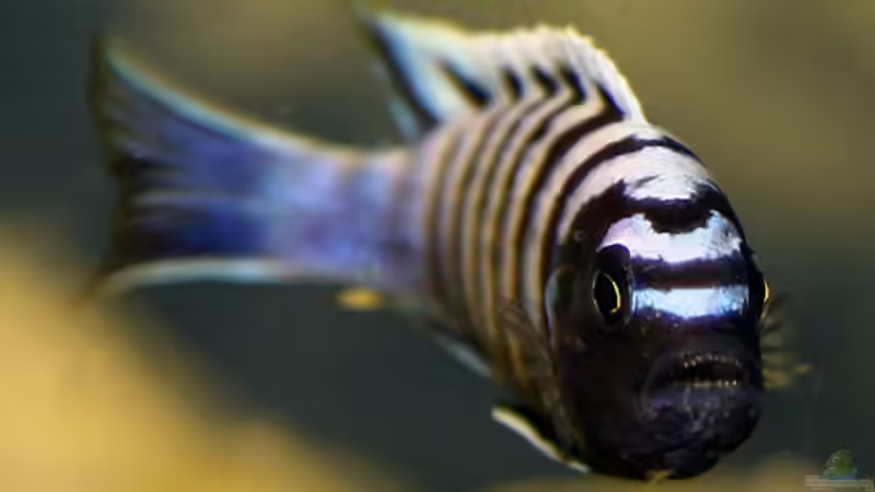 cynotilapia afra white top likoma von wakito (5)