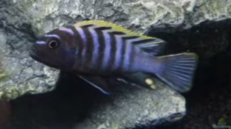 Einrichtungsbeispiele für Cynotilapia zebroides (Cynotilapia afra)