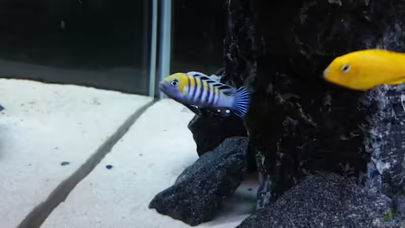 cynotilapia cobue von nadja9500 (6)