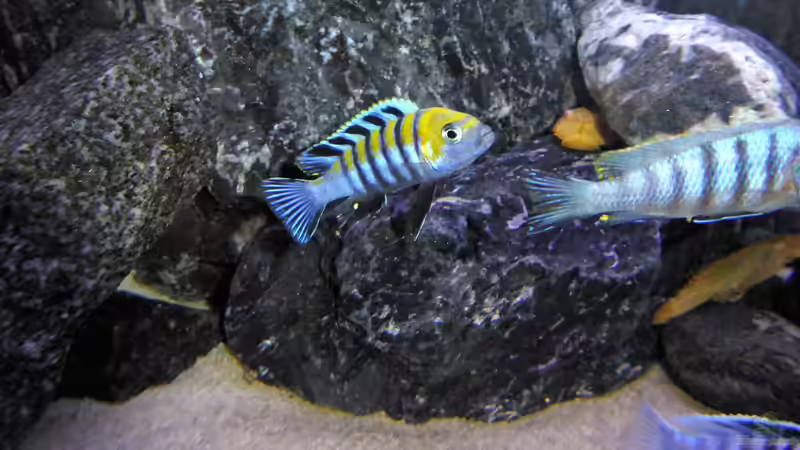 cynotilapia cobue von nadja9500 (7)