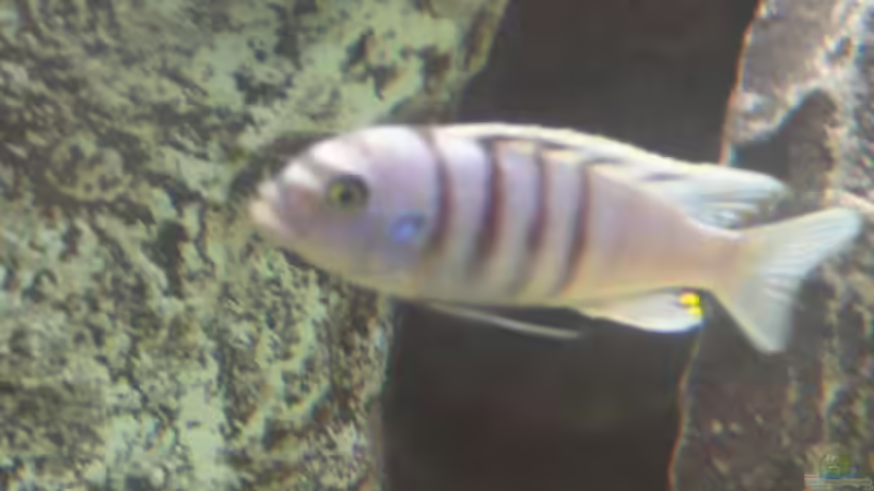 Cynotilapia Galireya Male von Hedylein (15)