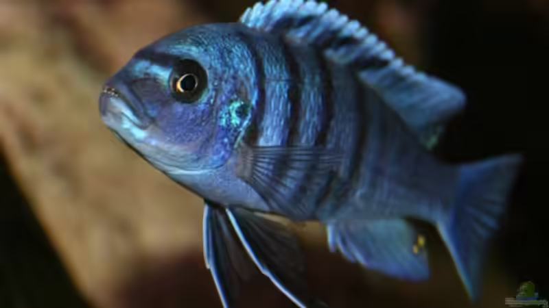 Cynotilapia Gallireya Reef female von Mikey (29)