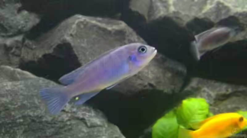 Einrichtungsbeispiele für Cynotilapia sp. "hara"