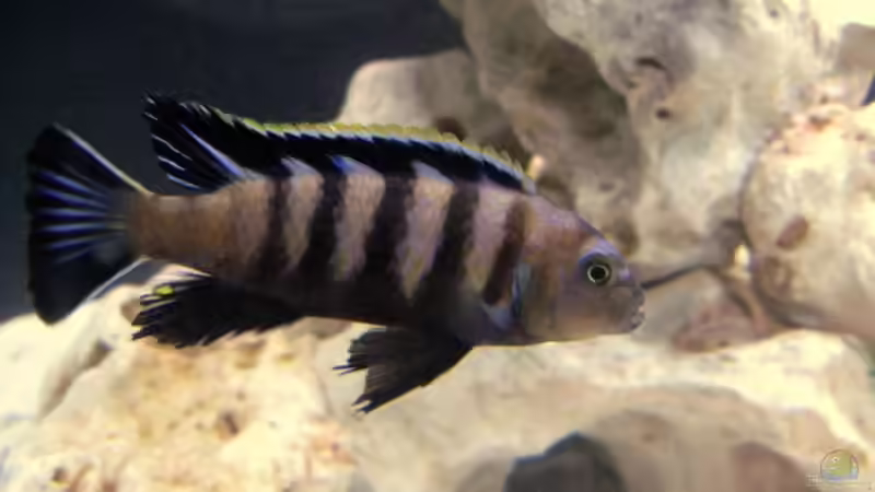 cynotilapia lion M von wuk12 (3)