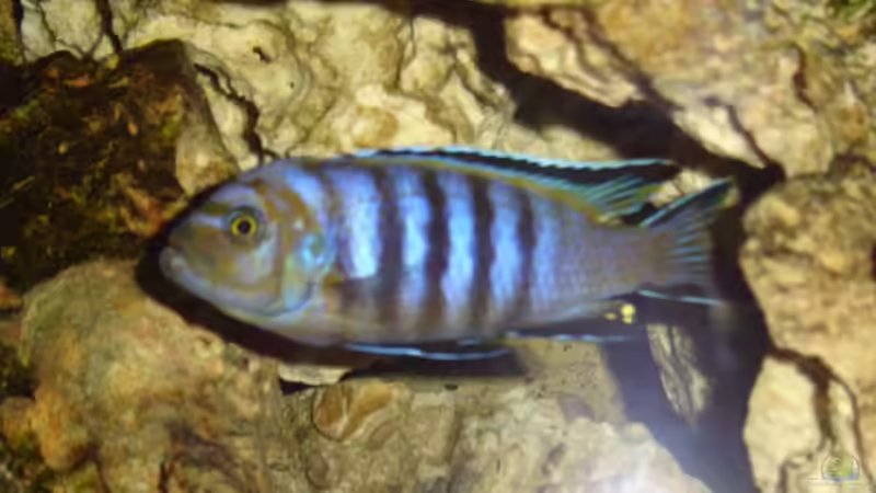 Einrichtungsbeispiele für Cynotilapia sp. "lion"