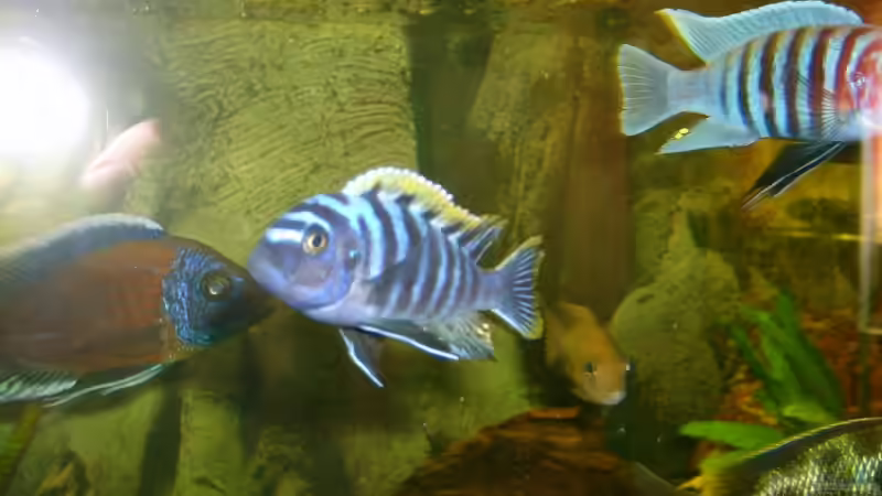 Einrichtungsbeispiele für Cynotilapia sp. "lion"
