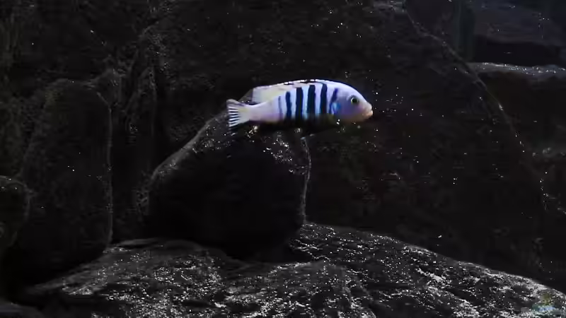 Cynotilapia pulpican Bock von Markus Koller (16)