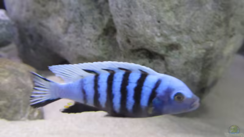 Einrichtungsbeispiele mit Cynotilapia pulpican (Pseudotropheus kingsizei, Metriaclima pulpican)