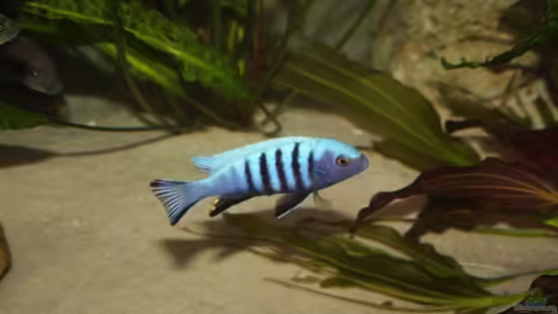 Cynotilapia pulpican klein male von Mikey (54)