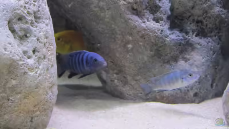 Cynotilapia pulpican m/w von Hörnchen (17)