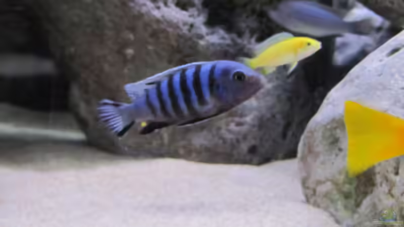 Cynotilapia pulpican von Hörnchen (18)