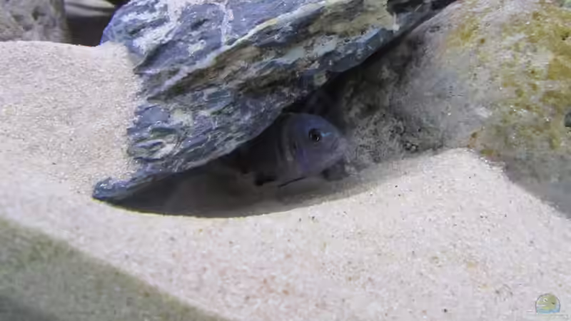 Cynotilapia Pulpican Weibchen von Hörnchen (37)