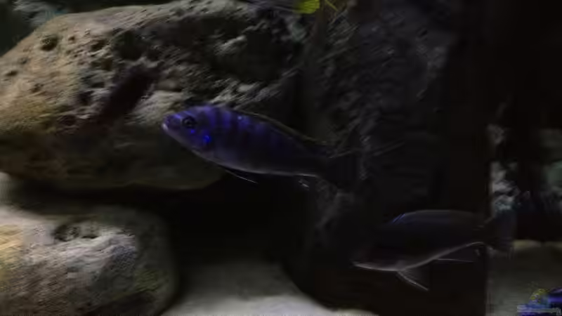 Cynotilapia red top tumbi rocks Männchen von Waldteufel (12)