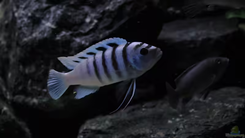 Cynotilapia sp. ´hara´ gallireya reef  von Mbuna_Memo (18)