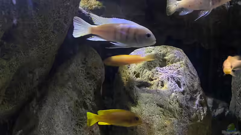 Cynotilapia sp. ´hara´ Gallireya Reef Chef von Fab! (17)