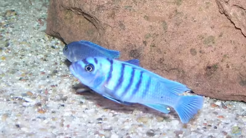 Einrichtungsbeispiele für Cynotilapia sp. "hara"