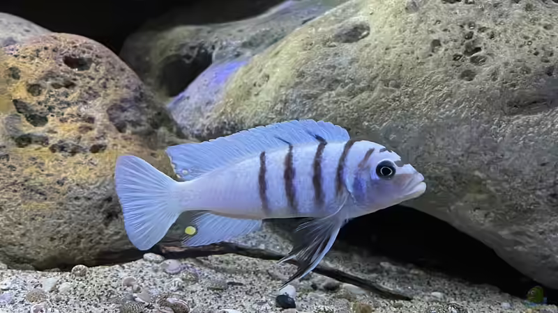 Cynotilapia sp. ´hara´ Gallireya Reef von Fab! (14)