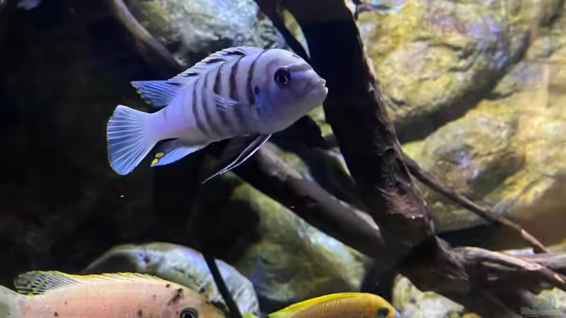 Cynotilapia sp. ´hara´ Gallireya Reef von Fab! (15)