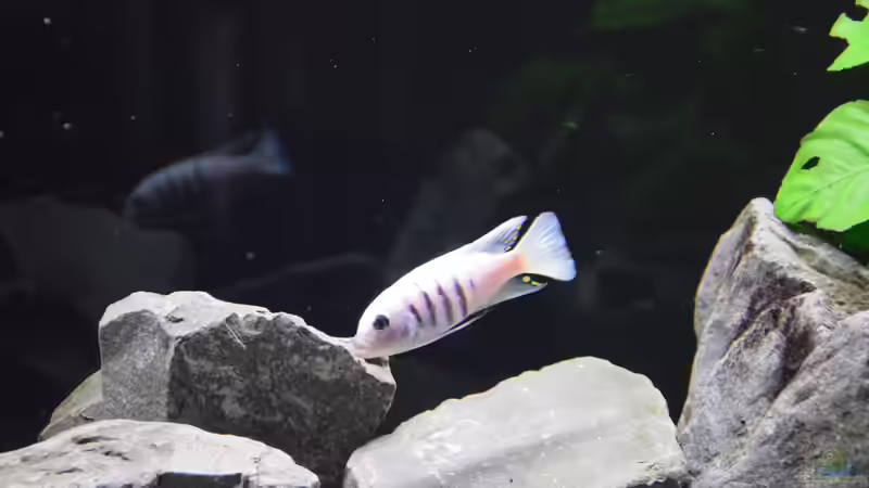 Cynotilapia sp. ´hara´ gallireya reef von Mazdeur (12)