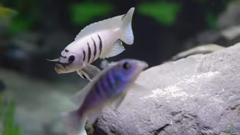 Einrichtungsbeispiele für Cynotilapia sp. "hara"