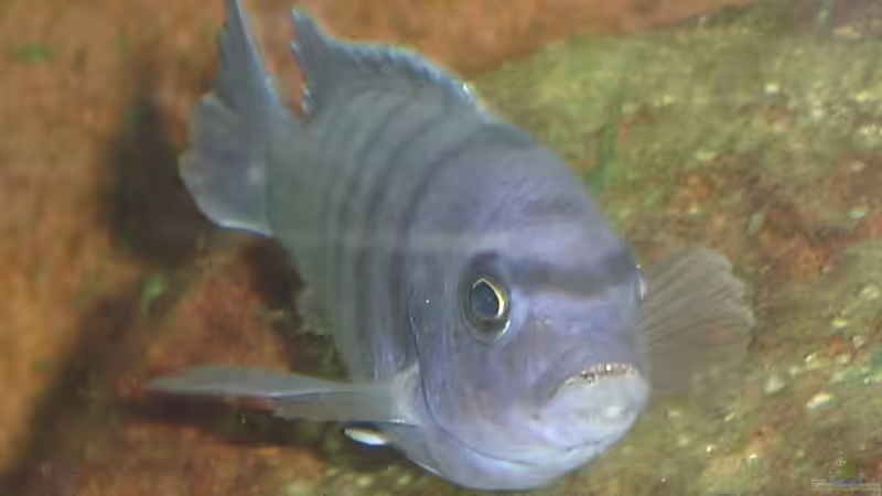 Einrichtungsbeispiele für Cynotilapia sp. "hara"