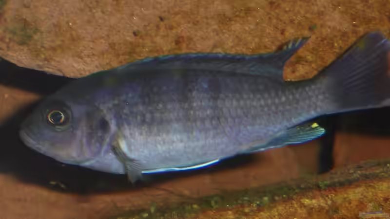 Cynotilapia sp. hara Weibchen von Roadrunner 68 (24)