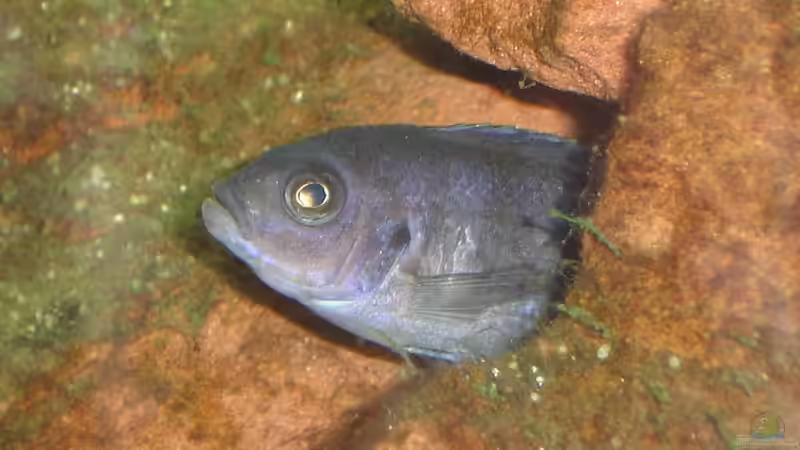 Cynotilapia sp. hara Weibchen von Roadrunner 68 (30)