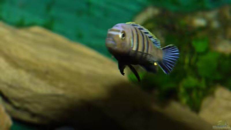 Cynotilapia sp.Lion Sanga Bock von ehemaliger User (42)