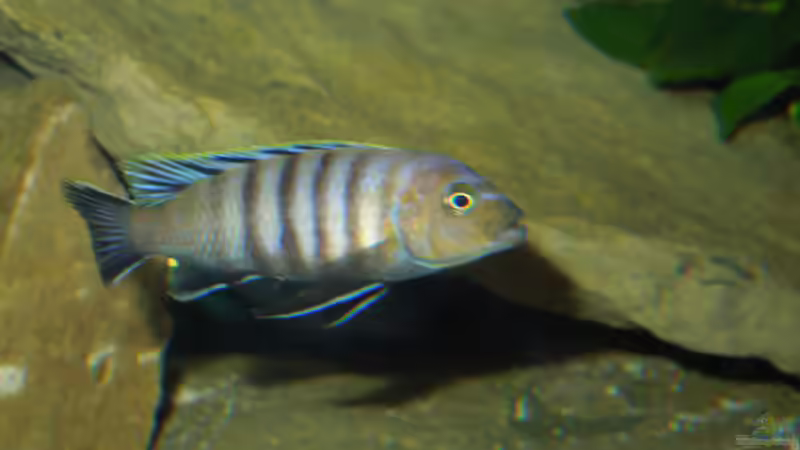 Cynotilapia sp.Lion Sanga Bock von Volker Alms (58)